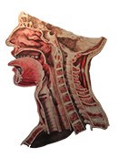 Head